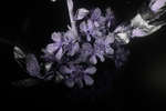 Plum blossom [UV]