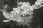 Plum blossom [IR]