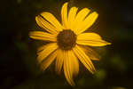 Rudbeckia fulgida var. sullivantii 'Goldsturm' flower