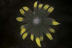 Rudbeckia fulgida var. sullivantii 'Goldsturm' flower [UV]