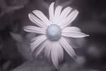 Rudbeckia fulgida var. sullivantii 'Goldsturm' flower [IR]
