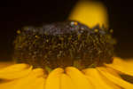 Rudbeckia fulgida composite flower centre