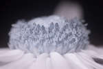 Rudbeckia fulgida composite flower centre [IR]
