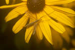 Cranefly on Rudbeckia flower