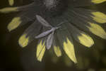 Cranefly on Rudbeckia flower [UV]