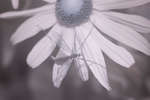 Cranefly on Rudbeckia flower [IR]