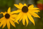 Rudbeckia fulgida 'Goldsturm' flower