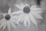 Rudbeckia fulgida 'Goldsturm' flower [IR]