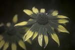 Rudbeckia fulgida 'Goldsturm' flower [UV]