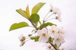 Prunus cerasus 'Morello' cherry blossom