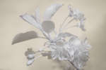 Prunus cerasus 'Morello' cherry blossom [IR]