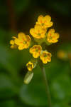 Common Cowslip in flower