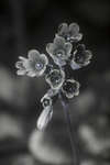 Common Cowslip in flower [UV]