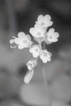 Common Cowslip in flower [IR]