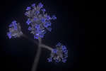 Verbena bonariensis inflorescence [UV]