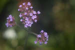 Verbena bonariensis inflorescence
