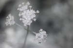 Verbena bonariensis inflorescence [IR]