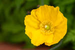 Yellow Welsh Poppy (Meconopsis cambrica) flower