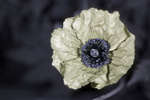 Yellow Welsh Poppy (Meconopsis cambrica) flower [UV]