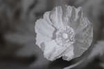 Yellow Welsh Poppy (Meconopsis cambrica) flower [IR]