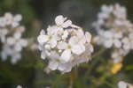 Sweet Rocket (Hesperis matronalis) white flowers