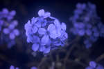 Sweet Rocket (Hesperis matronalis) flowers [UV]