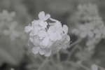 Sweet Rocket (Hesperis matronalis) flowers [IR]