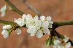 Prunus domestica Victoria (Victoria Plum) blossom