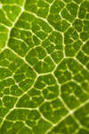 Prunus domestica Victoria (Victoria Plum) leaf structure