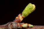 Prunus domestica Victoria (Victoria Plum) buds