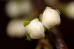 Prunus domestica Victoria (Victoria Plum) flower buds