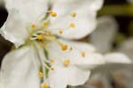 Prunus domestica Victoria (Victoria Plum) flower