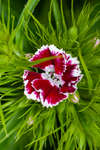 Sweet William flower, red petals with white edges