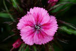Pink Sweet William flower
