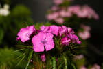Pink Sweet William flowers