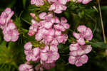 Pink with white band Sweet William flowers