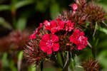 Red Sweet William flowers