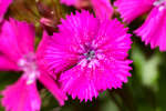 Pink with white spots Sweet William flower