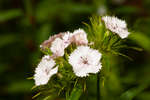White Sweet William flowers