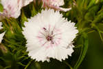 White Sweet William flower