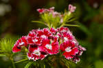 Red and white Sweet William flowers
