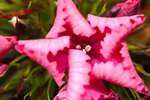 Curled up pink Sweet William flower.