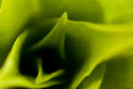 Sweet William leaves abstract