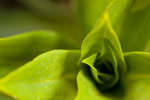 Sweet William leaves abstract