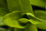 Sweet William new leaf growth