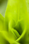 Sweet William leaves abstract
