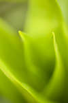 Sweet William leaves abstract
