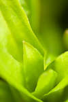 Sweet William leaves abstract