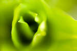 Sweet William leaves abstract