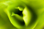 Sweet William leaves abstract